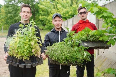 Pannónia tree planting